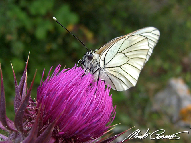 ...Aporia crataegi.... femmina?